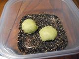 画像5: 抹茶チーズのあんこ包み