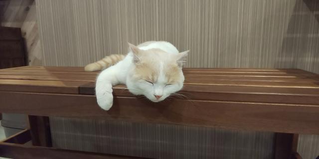 画像6: 11/9 MEGAアクティブ!