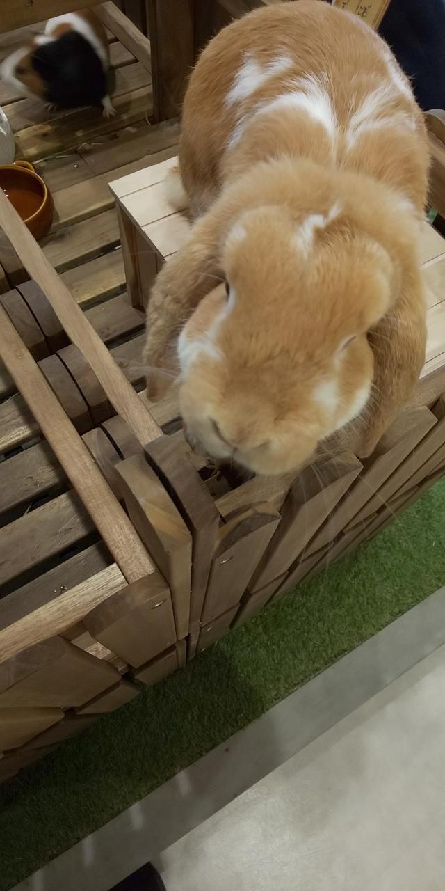 画像7: 11/9 MEGAアクティブ!