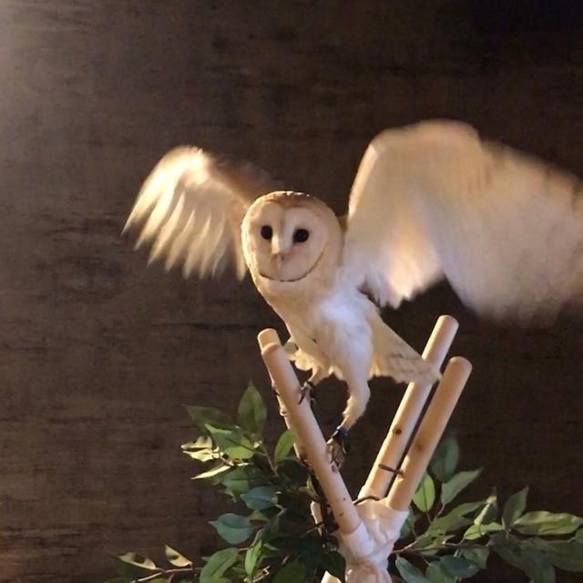 画像10: 11/9 MEGAアクティブ!