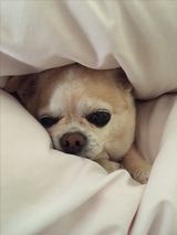 画像: この写真です。