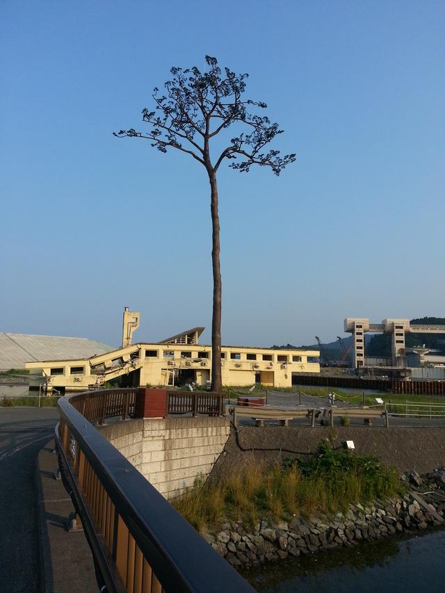 画像: この松の木から色んな気持ちが伝わってきます。震災前も震災も見ている松の木。今後、復興に向けて明るい陸前高田市を見守ってほしいです。