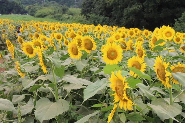 画像2: <モリメグの週末>南房総に行ってきました!