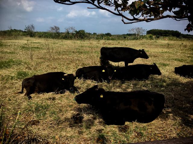 画像1: 沖縄・黒島のレンタルバイクに乗ってきたよ(福山理子)