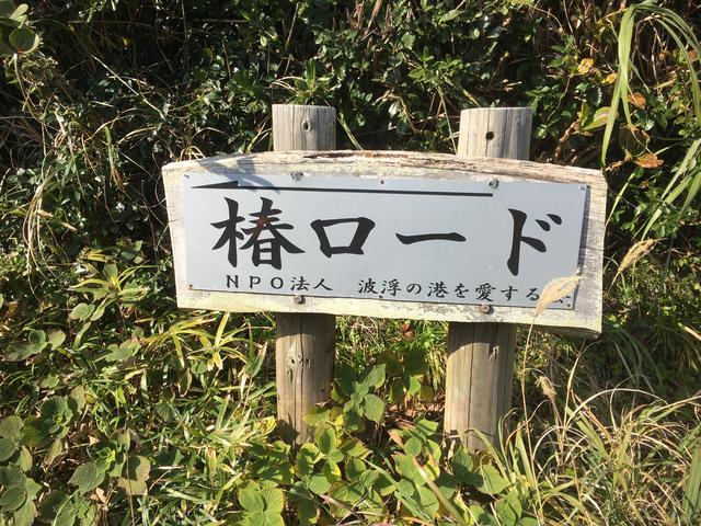 画像: 伊豆大島と言ったらツバキですよね。こちら椿ロード。