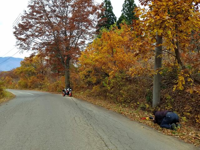 画像: 紅葉とDUKE390…なんかいい感じ。 の中に、カメラマン関野さん(笑)
