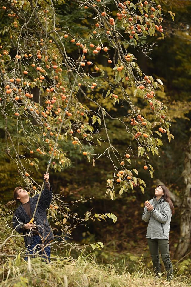 画像: GOGGLEの誌面に載っていた写真は ここの柿の木でした!
