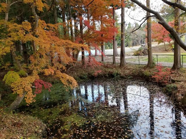 画像: 池に行くちょっとした通り道が紅葉しててすっごく綺麗だった!! なんか不思議な感じのする場所。夜はちょっと怖いかも…。