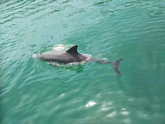 画像: 綺麗な海の中で気持ち良さそう╰(*´︶`*)╯。
