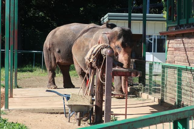 画像: 乗れるそうです。(*^^*) 他にもラクダやトラなどたくさんの動物がいました!