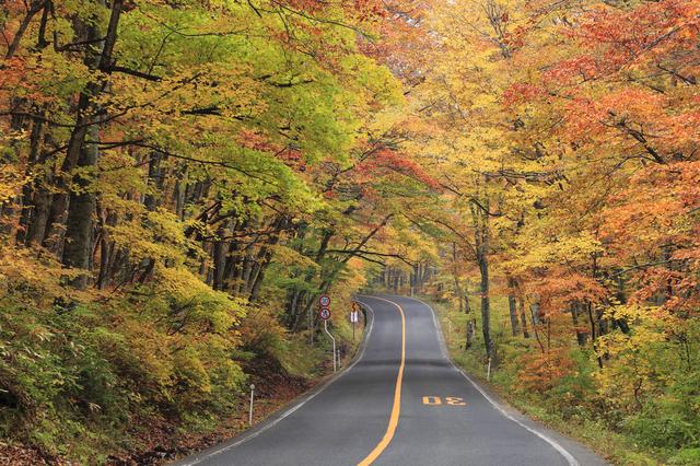 画像: 「大山環状道路」例年の見頃:10月下旬~11月上旬