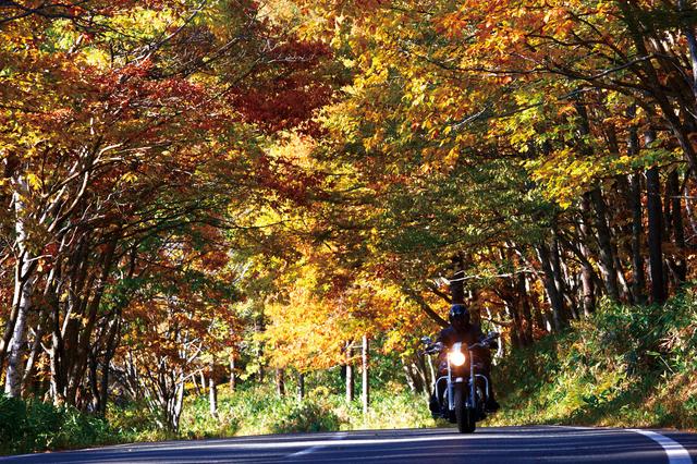 画像: 「戸隠高原」例年の見頃:10月上旬~10月中旬/撮影:増井貴光