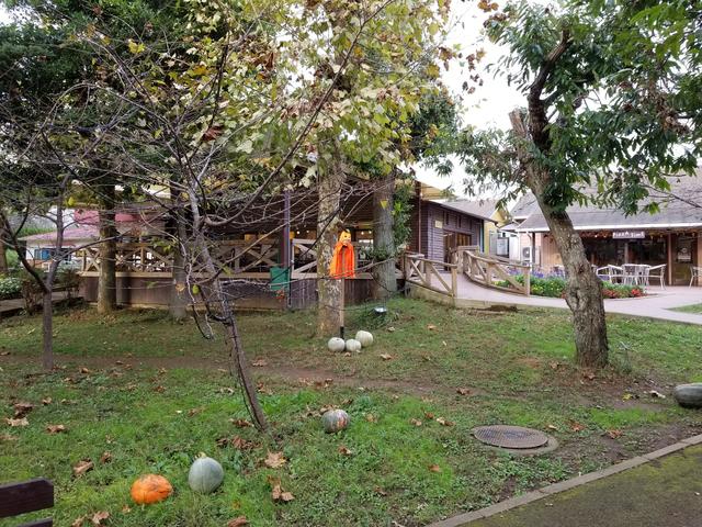 画像: ハロウィンの飾り付けとこの雰囲気が妙に怖さを引き立たせてるし…。 てか、動物どこ~!?
