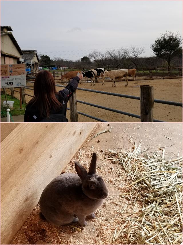 画像: 久しぶりにウサギ見た!かわいい(*´`)
