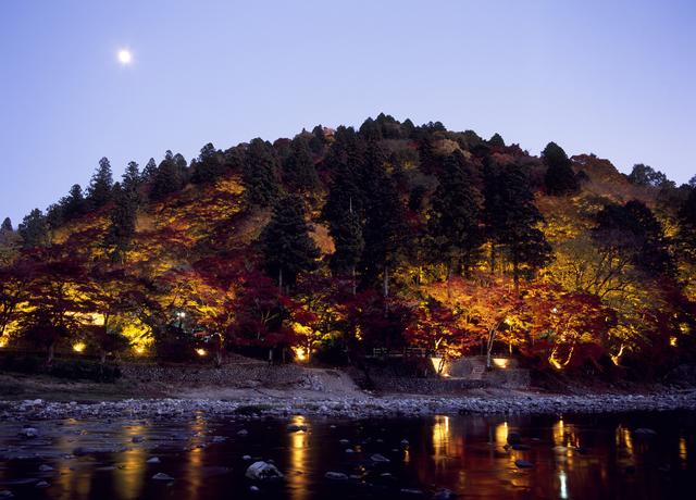 画像: 例年の見頃:11月いっぱい
