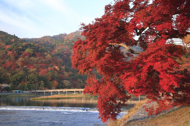 画像: 例年の見頃:11月下旬~ 12月上旬