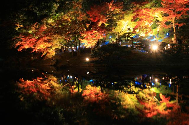 画像: 例年の見頃:11月中旬~ 12月上旬