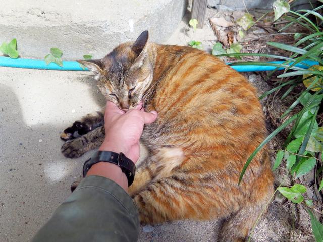 画像: 猫校長のたかねちゃん。校庭で日向ぼっこしているときもあるので訪れる際は気をつけてくださいね