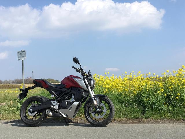 画像: 帰りの荒川土手に黄色い畑が広がっていました 景色の色がね、春ですね