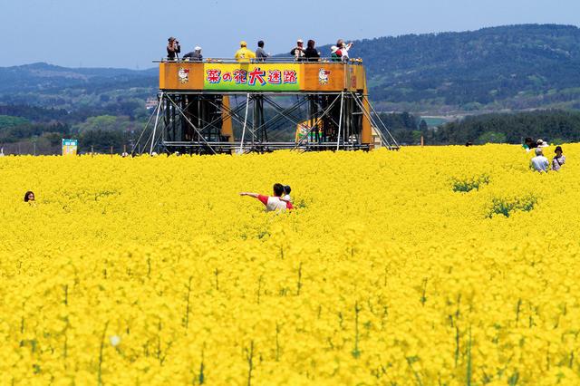 画像: 迷路内には展望台を設置、上から菜の花畑をぐるりと見渡すことができる/例年の見頃:5月初旬~中旬/場所は自然体験ランド(青森県上北郡横浜町字大豆田98-64)に隣接