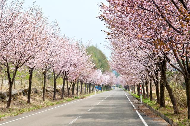 画像: ⑦青森県弘前市/世界一の桜並木