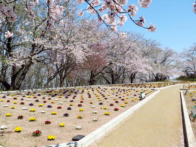 画像: 天童公園は将棋に興味がなくても楽しめる桜の名所ですよ。