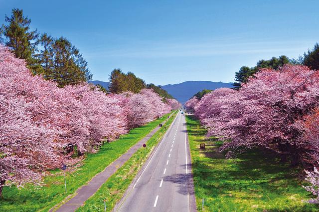 画像: 桜全体の7割を占めるのが北海道特有のエゾヤマザクラ。見事な色と咲きっぷりで毎年約20万人の観光客が賑わう/例年の見頃:5月上旬~中旬