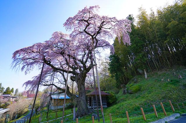 画像: ①福島県郡山市/紅枝垂地蔵桜