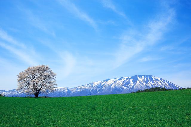 画像: 観覧は、一本桜の南側に設置された駐車場か、広域農道沿いのスペースから。一帯は牧草地なので火気厳禁、禁煙にご協力を/例年の見頃:ゴールデンウィーク中/岩手県雫石町丸谷地36-1、小岩井農場内