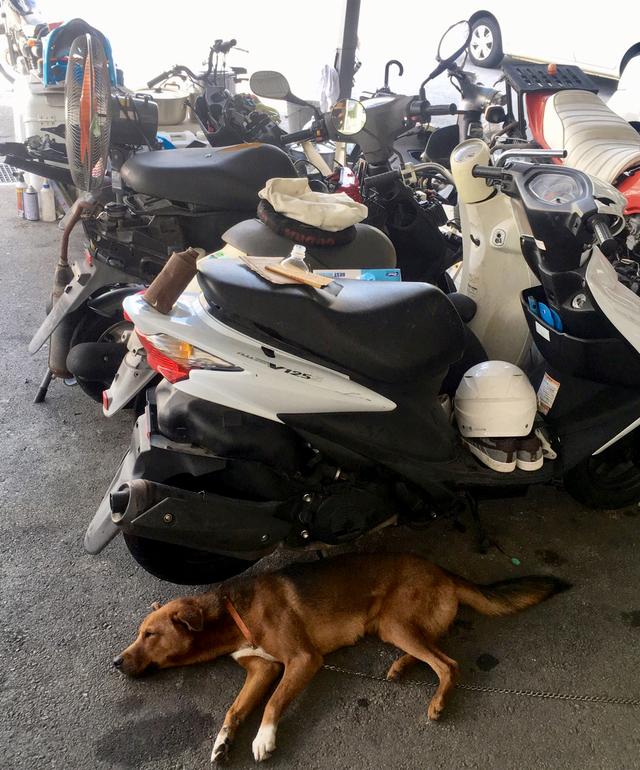 画像6: ということで、【福山理子調べ】沖縄で1番お安いレンタルバイク屋さんにGO!!