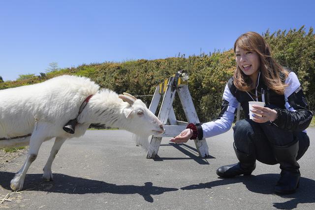 画像: 途中では、ヤギさんと触れ合うこともできまーす!