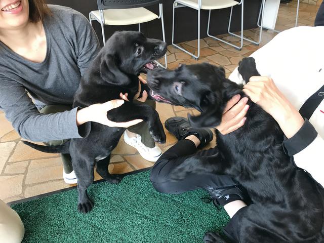 画像: 大の犬好きの三井さん。最近飼い始めた2匹のラブラドールレトリバーの名前は店名にちなんで“ドリー”ちゃんと“ムー”ちゃん!