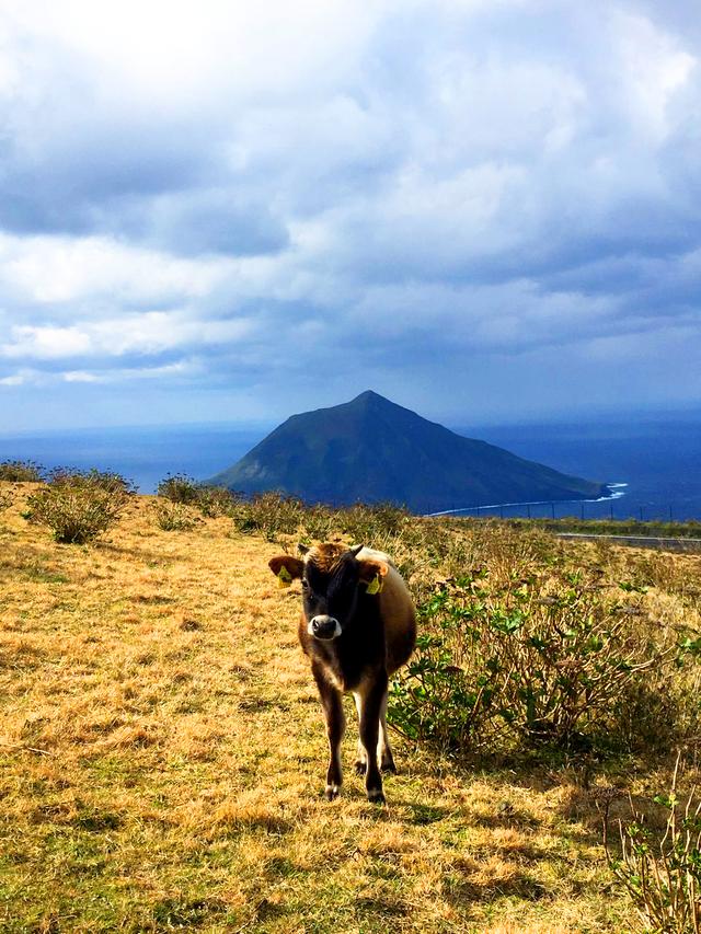 画像: 牛の向こうに八丈小島。
