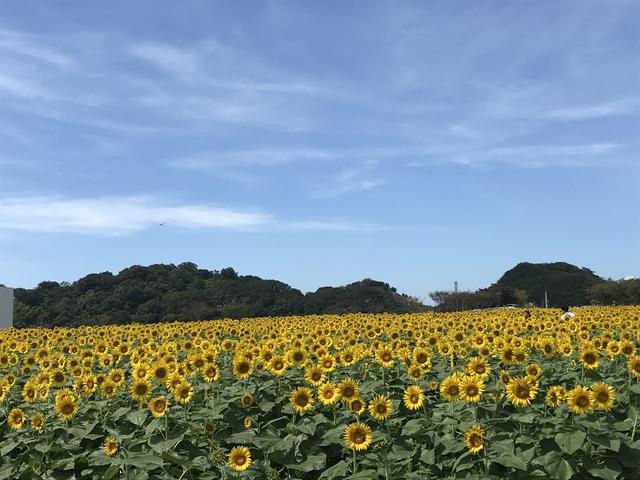 画像1: 有名なお花畑でまさかの⁈⁈