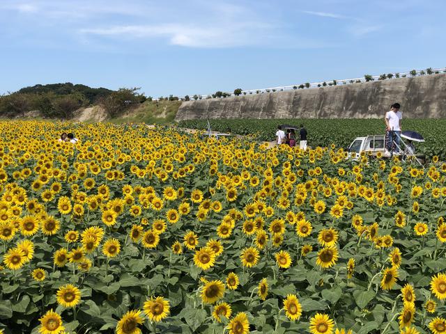 画像6: まず始めに向かったのは【観光農園 花ひろば】です。