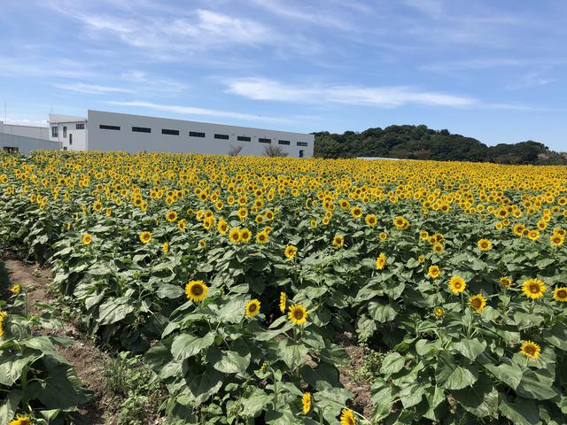 画像5: まず始めに向かったのは【観光農園 花ひろば】です。