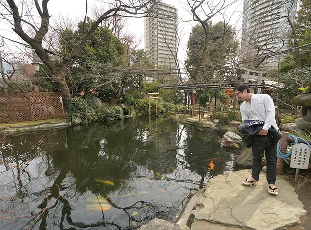 画像: 境内の池には色とりどりの鯉が泳いでいました。蛇やカエルも当たり前にいるというほど自然が豊かなためか、鯉を狙って、どこからかサギが飛んでくるそうです。東京にもこんなに緑が残っている場所があったとは、なかなか新鮮ですね!