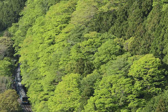 画像: ■ 228mm 絞りF8 1/1000 秒 ISO400 ※ 2019 年5月2日16 時撮影