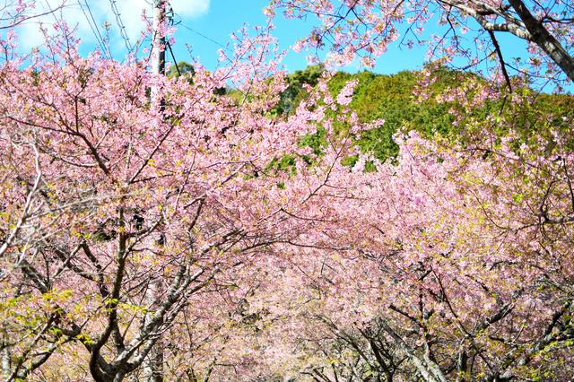 画像: 河津桜も良いものです。