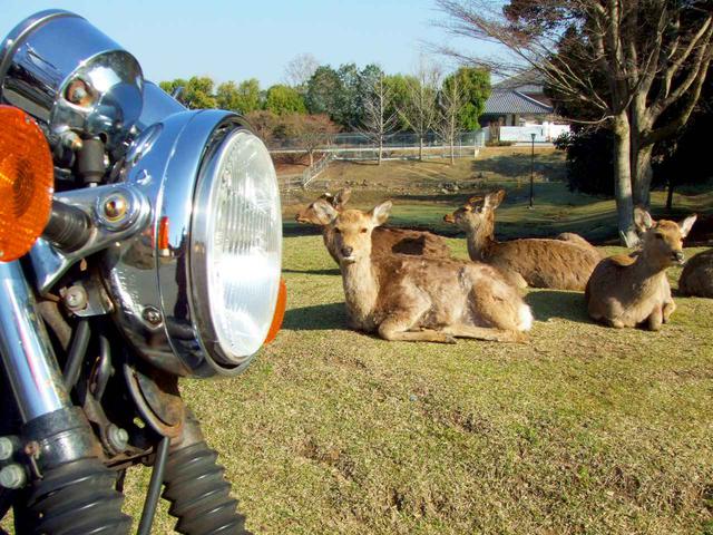 画像: 写真は奈良公園。