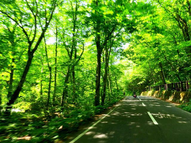 画像: 八甲田・十和田ゴールドラインの一部である「奥入瀬渓流」沿いの道。ここの新緑は、いままで見た中で最も鮮やかでした。
