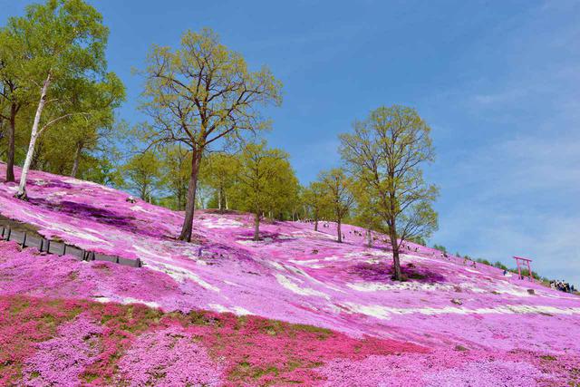 画像: ② 北海道 大空町「ひがしもこと芝桜公園」