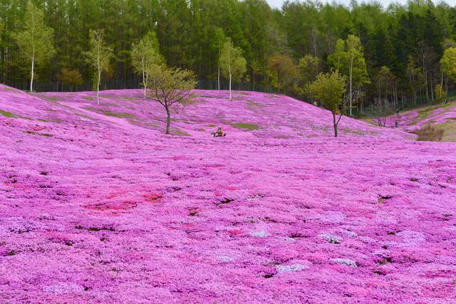 画像: ① 北海道 滝上町「芝ざくら滝上公園」