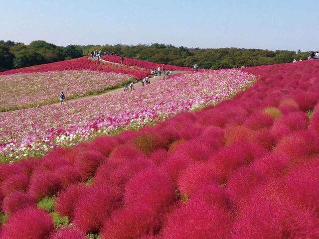 画像: 広大な土地の「ひたち海浜公園」はコキアが色づく、これからの季節がインスタ写真にはお勧めです。エンジンを休ませて歩いていくのも、たまにはアリですね。