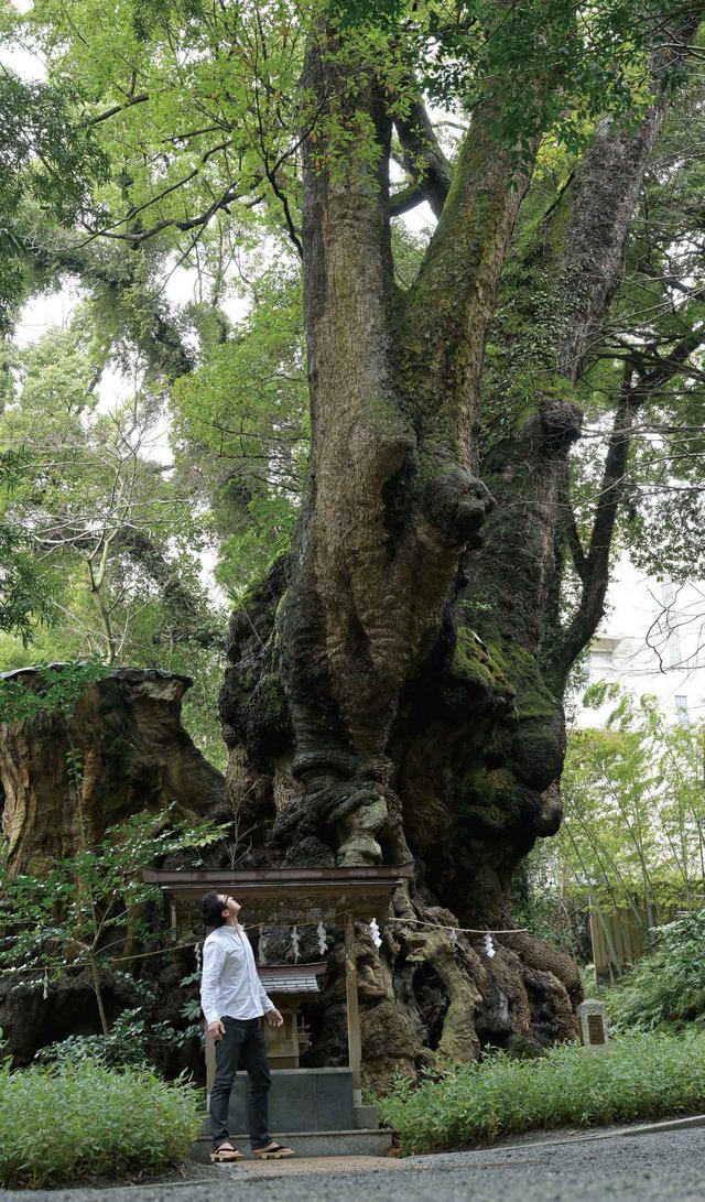 画像: 樹齢は2100 年を超えるといわれる御神木の大楠。高さ約26 m、胴回りが約23 . 9 mの本州一位の巨樹で、「長寿の神木、成就の神木」として信仰を集めています。毎年5月5日の大楠祭は、大楠が新葉を付け、生命力に満ち溢れた時季に行なわれます。