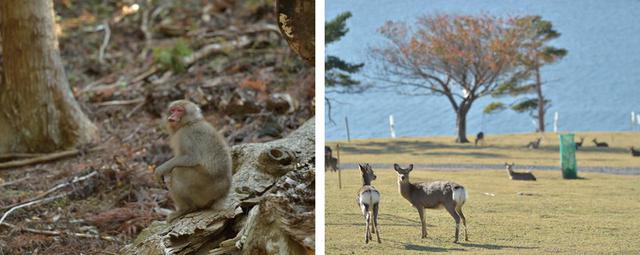 画像: 島は、まさに手付かずの自然。見とれていると、鹿と猿の分だけ落ちている「アレ」を踏んでしまうことに……。下駄&素足の僕には甚大な被害になってしまいます。やれやれ。