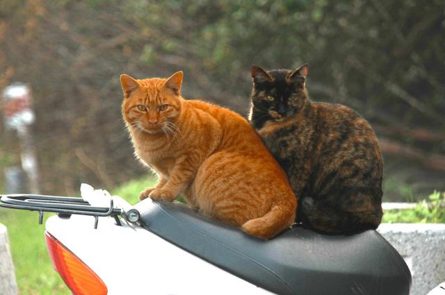 画像: 原付バイクを高く売りに出すには状態を良くしておく