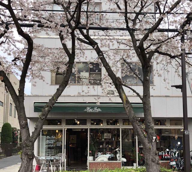 画像1: この時期、MaxFritz本店前の桜並木は満開になっている事でしょう。 MaxFritzで買物しながら桜と珈琲を楽しめます。
