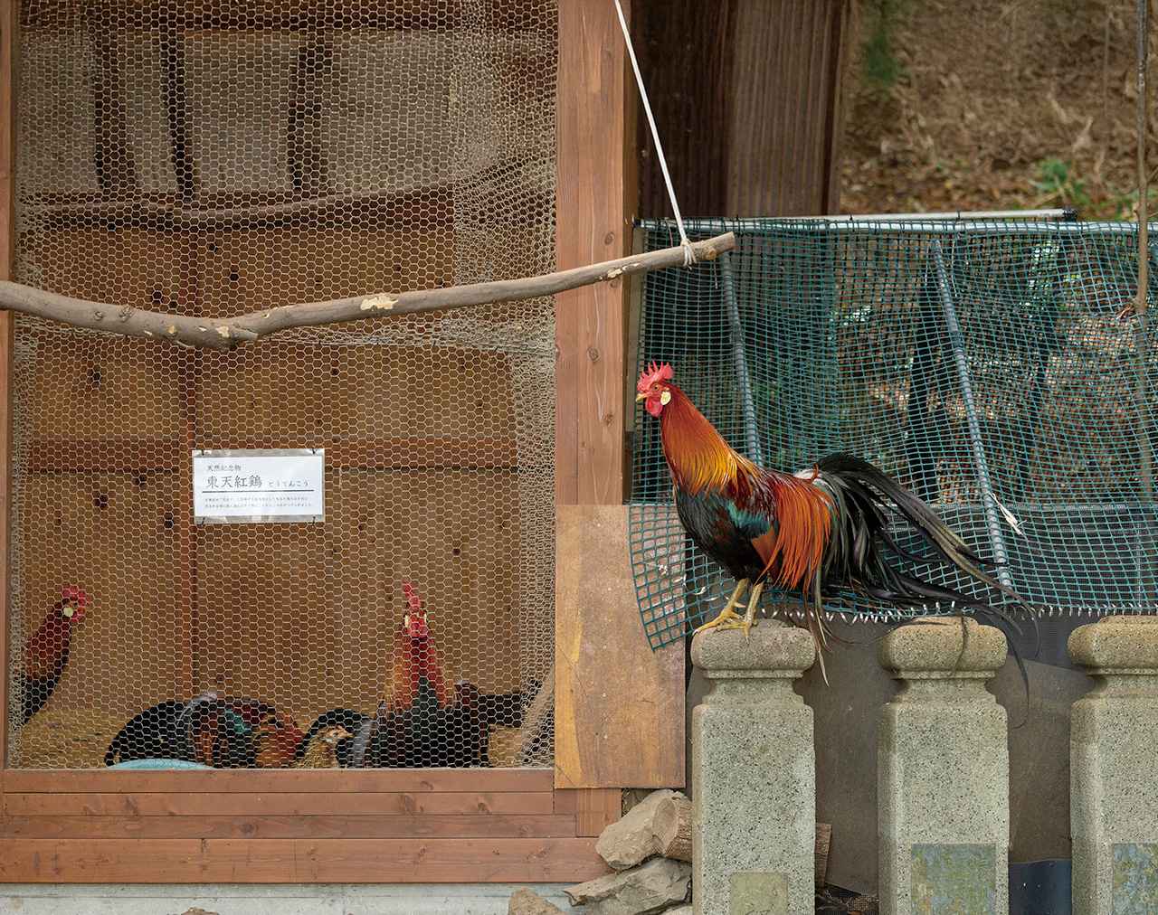画像 : 24番目の画像 - 【写真33枚】荒川眞一郎さんとゆくバイク旅【神社ソムリエ・佐々木優太の開運ツーリング】 - webオートバイ
