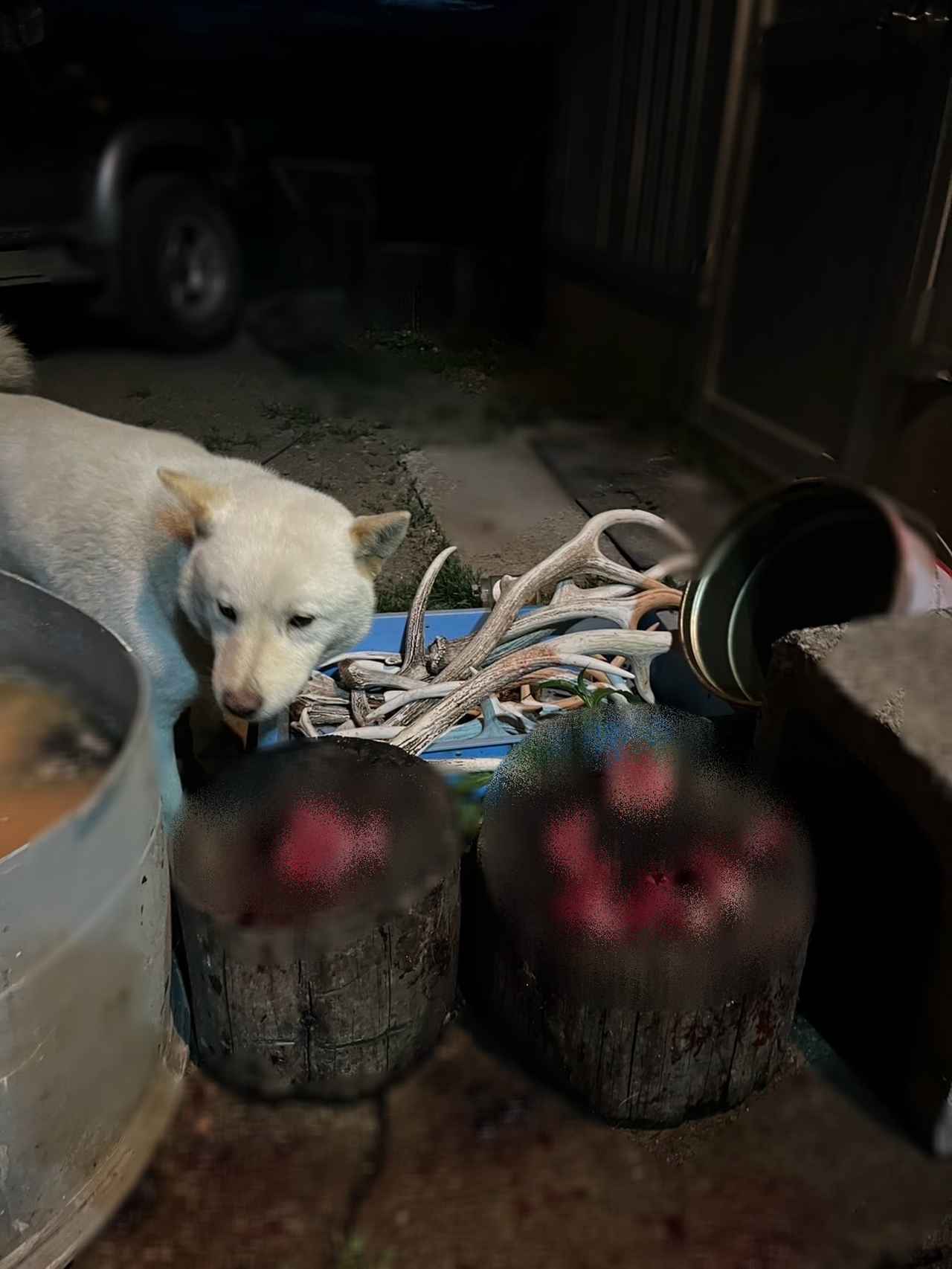 画像8: 鹿の解体を見せていただきました。